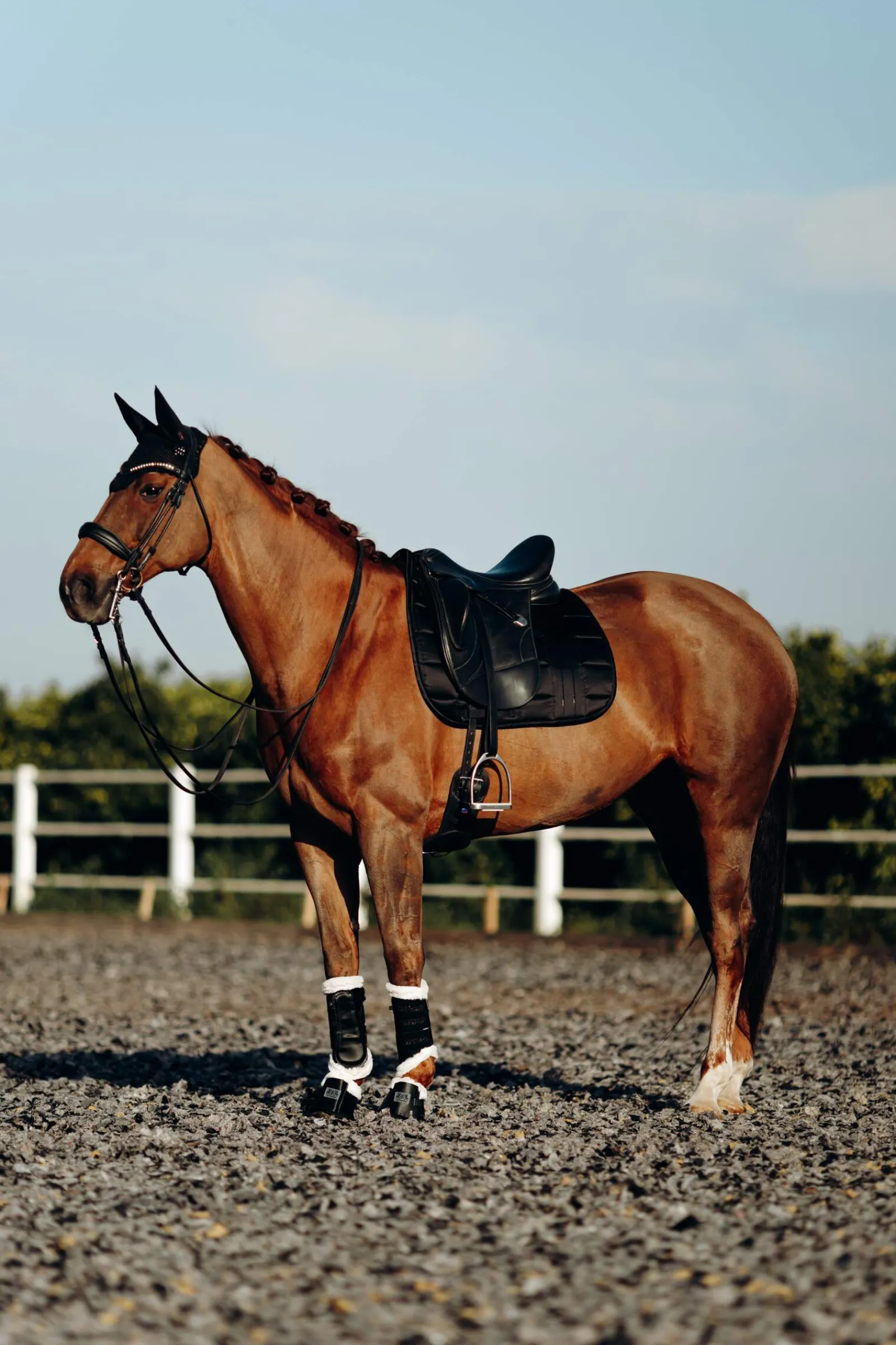 Discount B Vertigo Drew Dressage Saddle Pad Dressage Saddle Pads