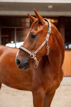 Fashion B Vertigo High Altitude Embossed Halter Headcollars & Halters