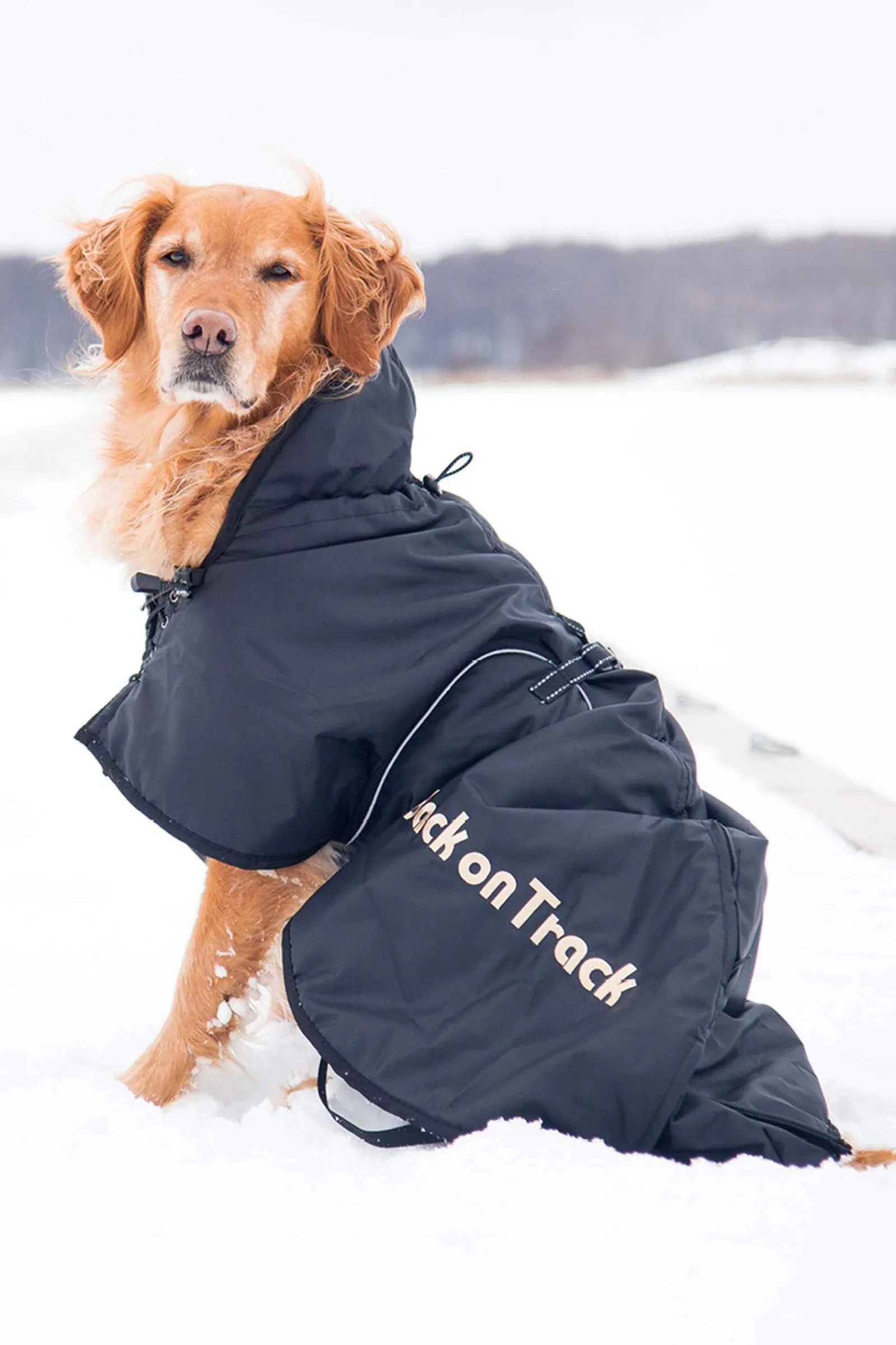 Discount Back on Track Dog Rug 21-40 Dog Rugs & Coats