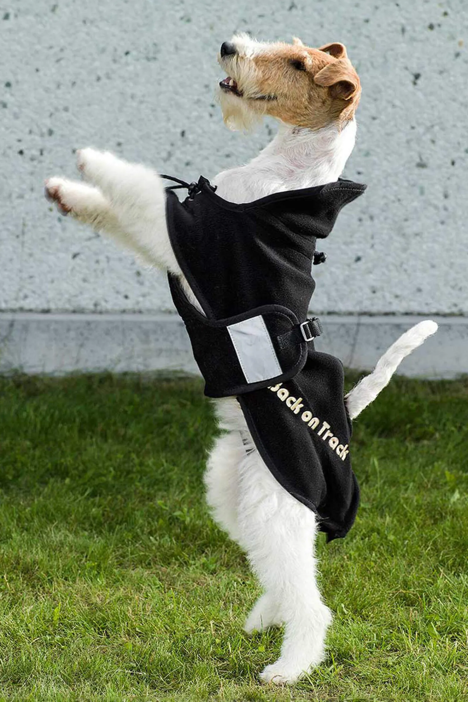 Clearance Back on Track Dog Rug Fleece, 55-74 Dog Rugs & Coats