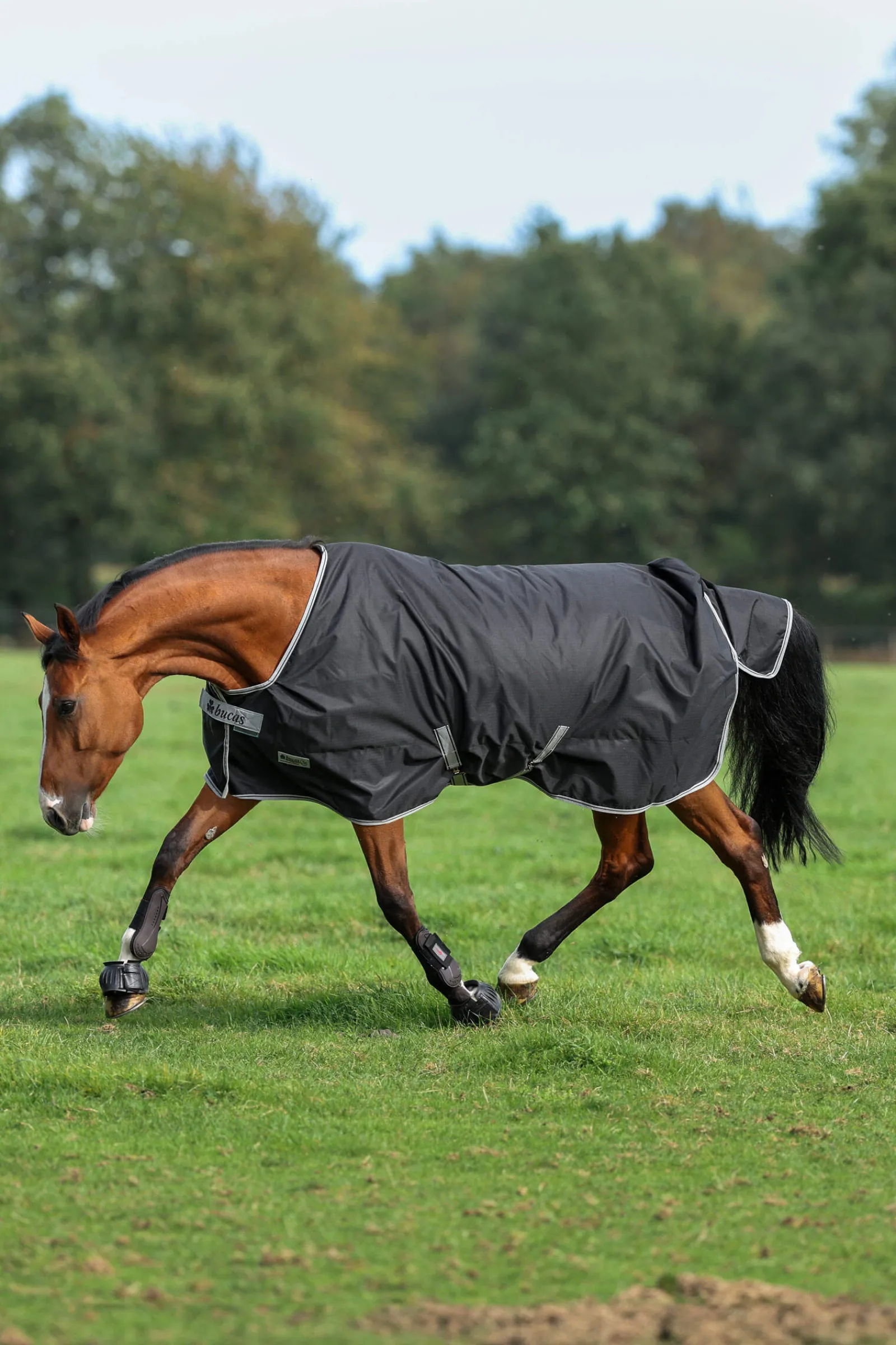 Sale Anniversary SF Light Rain Turnout Rug, 50g Lightweight Turnout Rugs