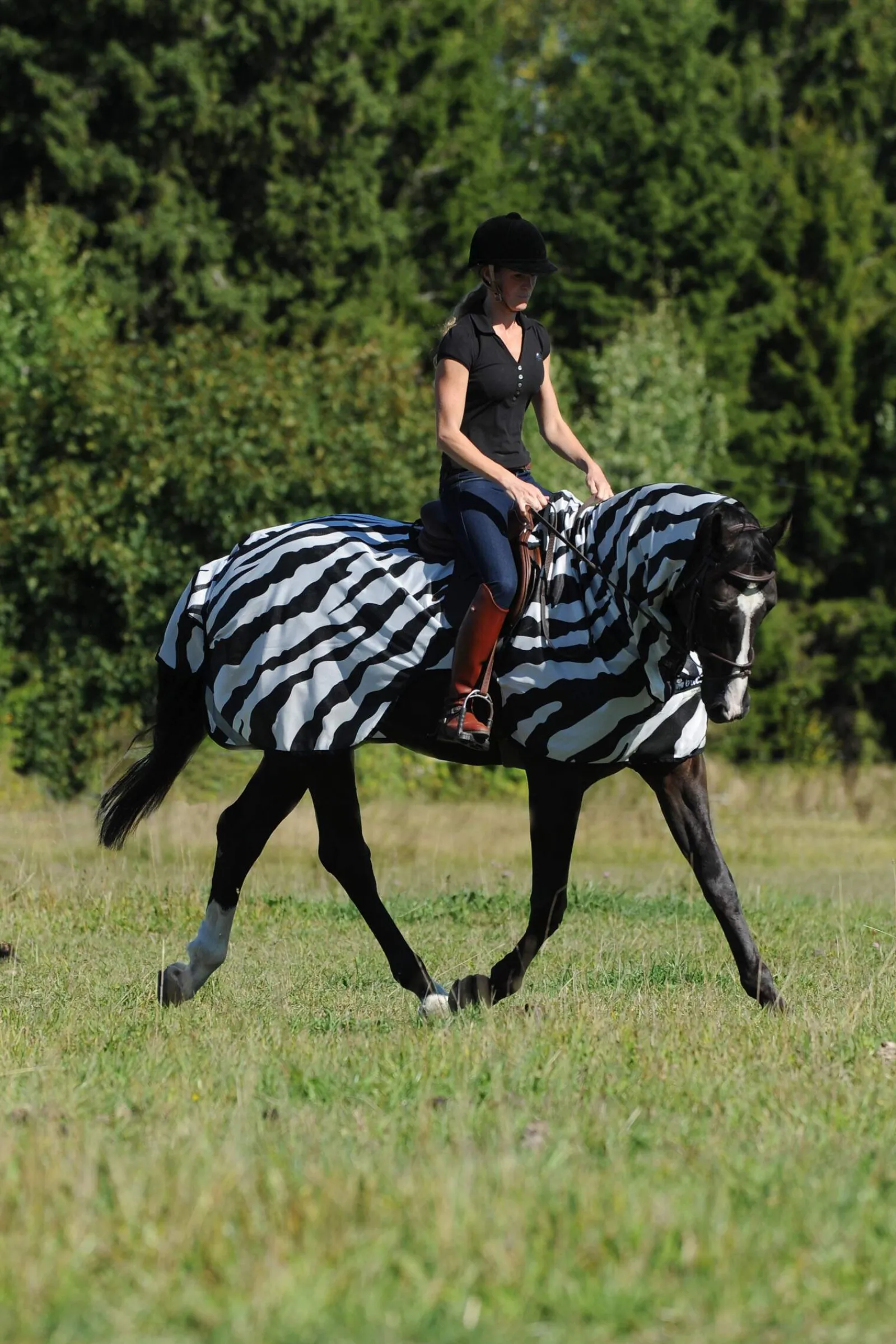 Hot Buzz-Off Zebra Fly- and Riding Rug Fly Rugs|Fly Rugs