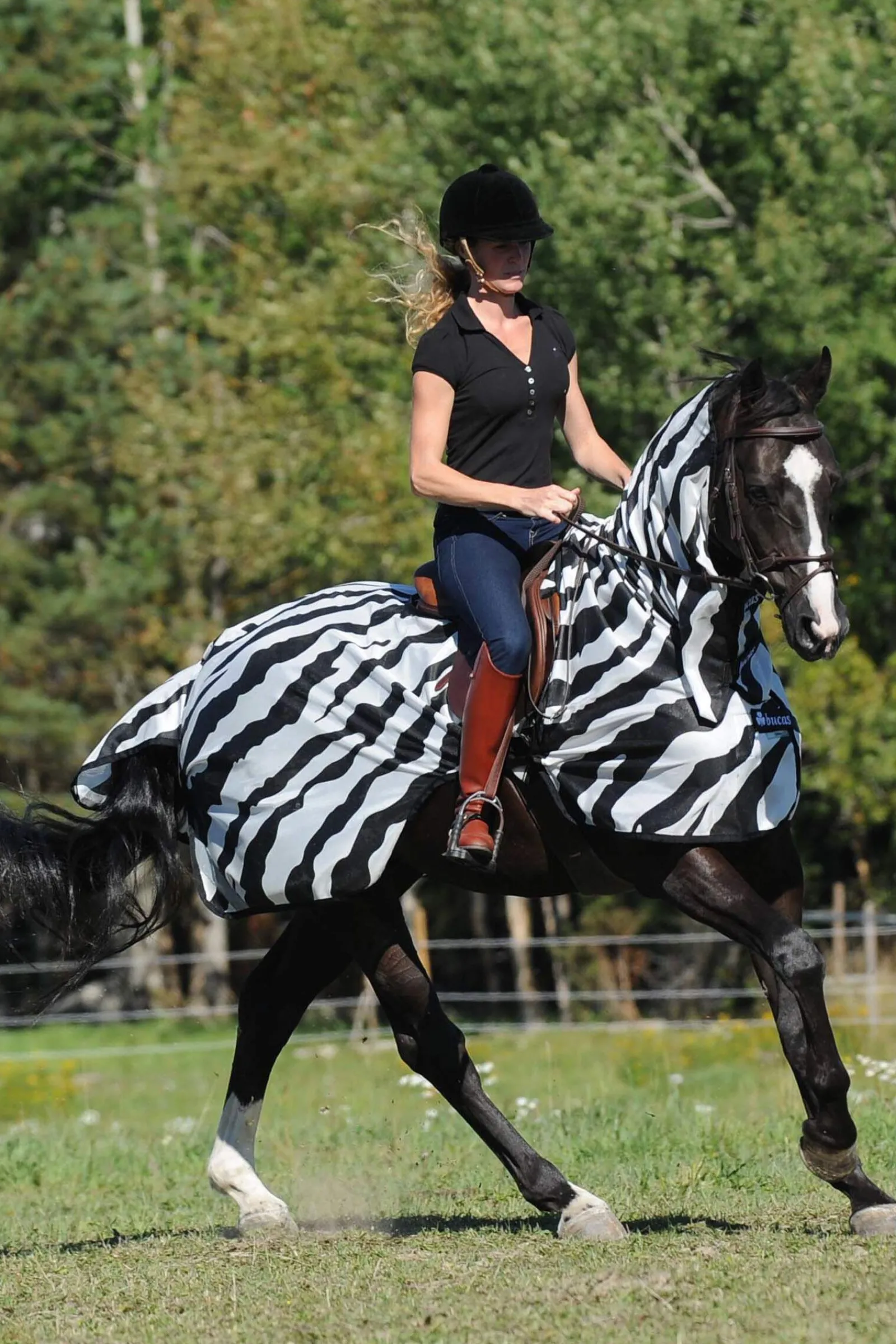 Hot Buzz-Off Zebra Fly- and Riding Rug Fly Rugs|Fly Rugs