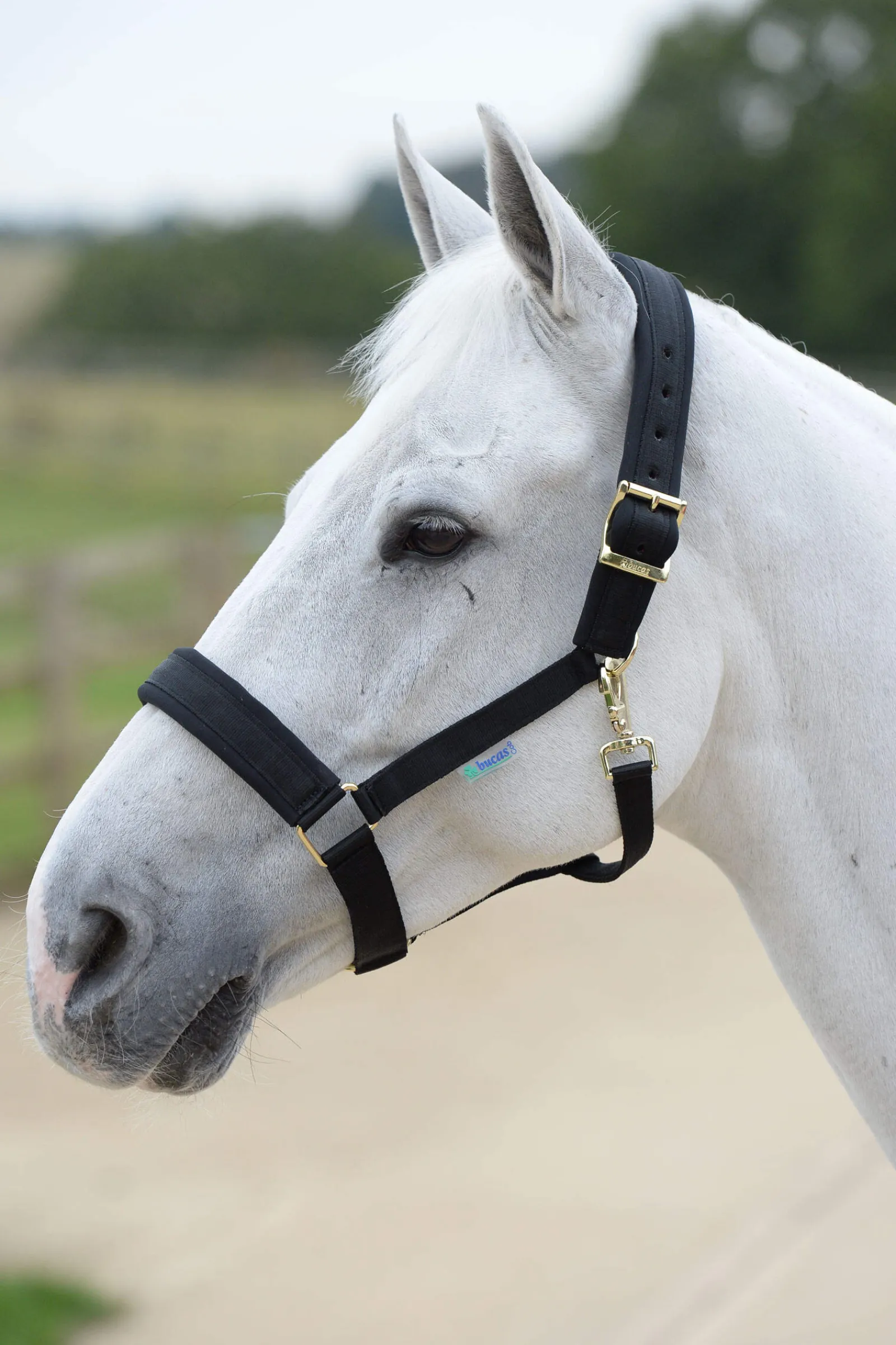 Fashion Comfort Halter Headcollars & Halters