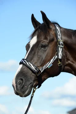 Sale Comfort Halter Headcollars & Halters