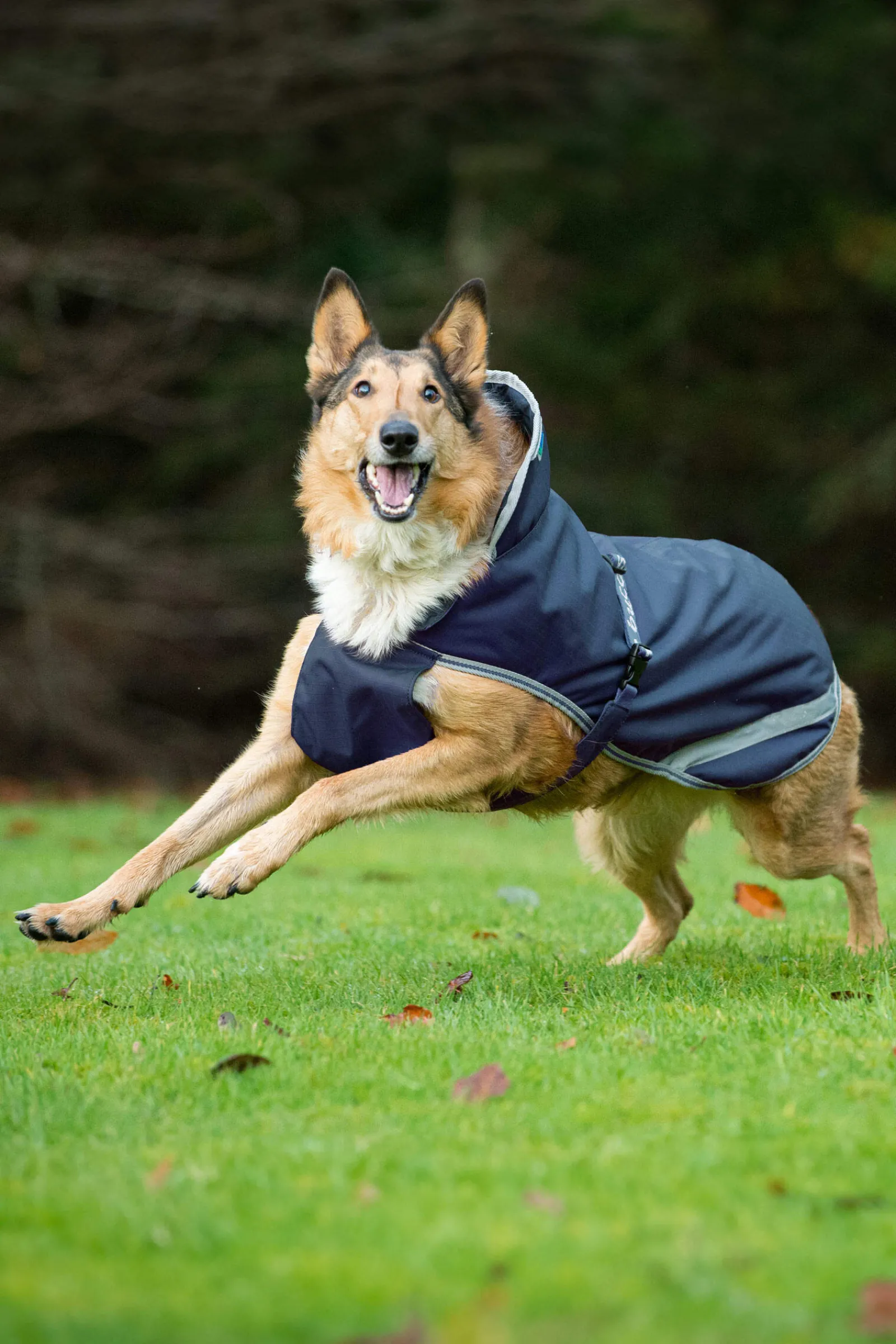 Online Freedom Dog Rug, 50g (50-75 cm) Dog Rugs & Coats