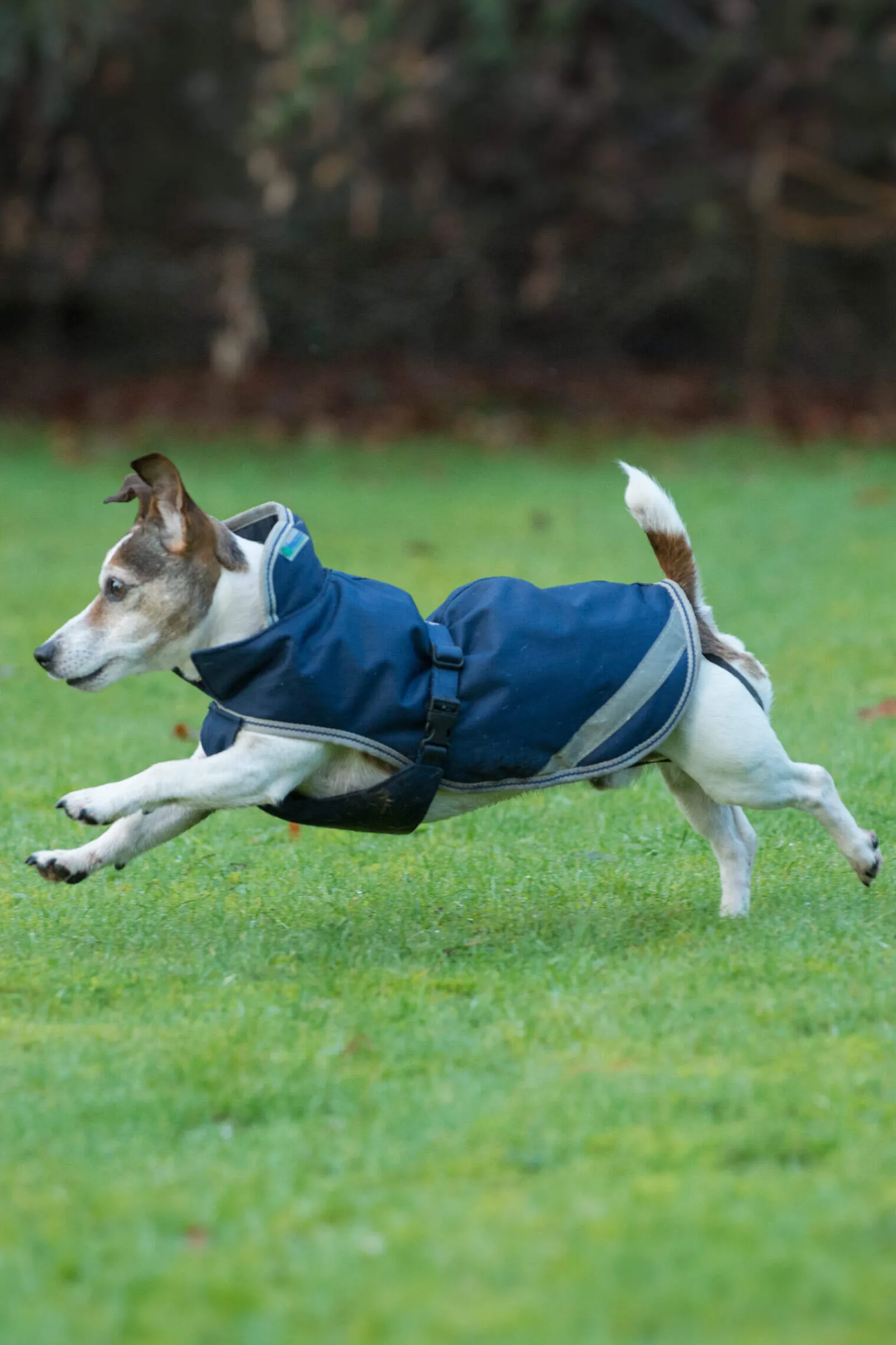 Fashion Freedom Dog Rug, 50g (30-45 cm) Dog Rugs & Coats