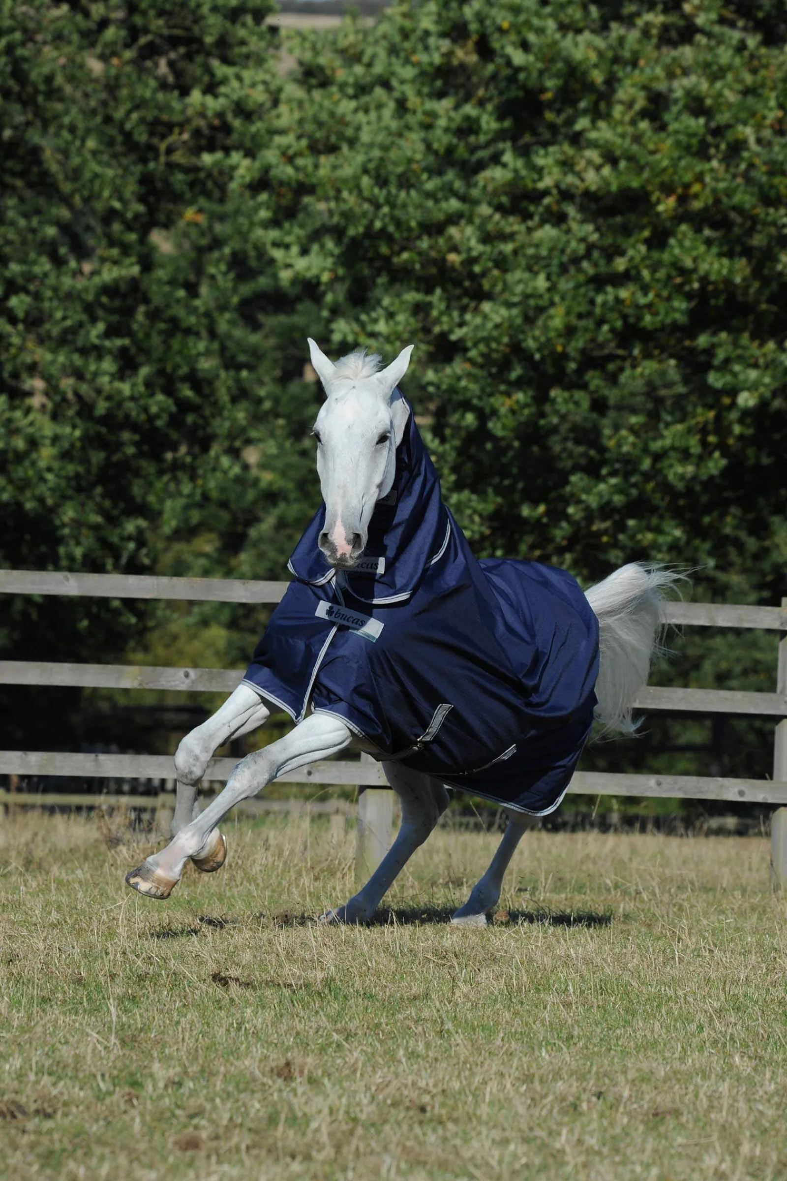 Clearance Freedom Light Turnout Rug with fixed Full Neck, 0g Lightweight Turnout Rugs