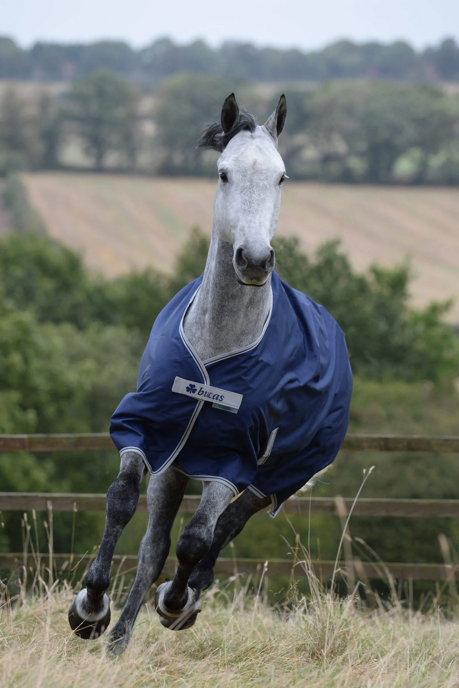 New Freedom Turnout Rug, 150g Medium & Heavyweight Turnout Rugs