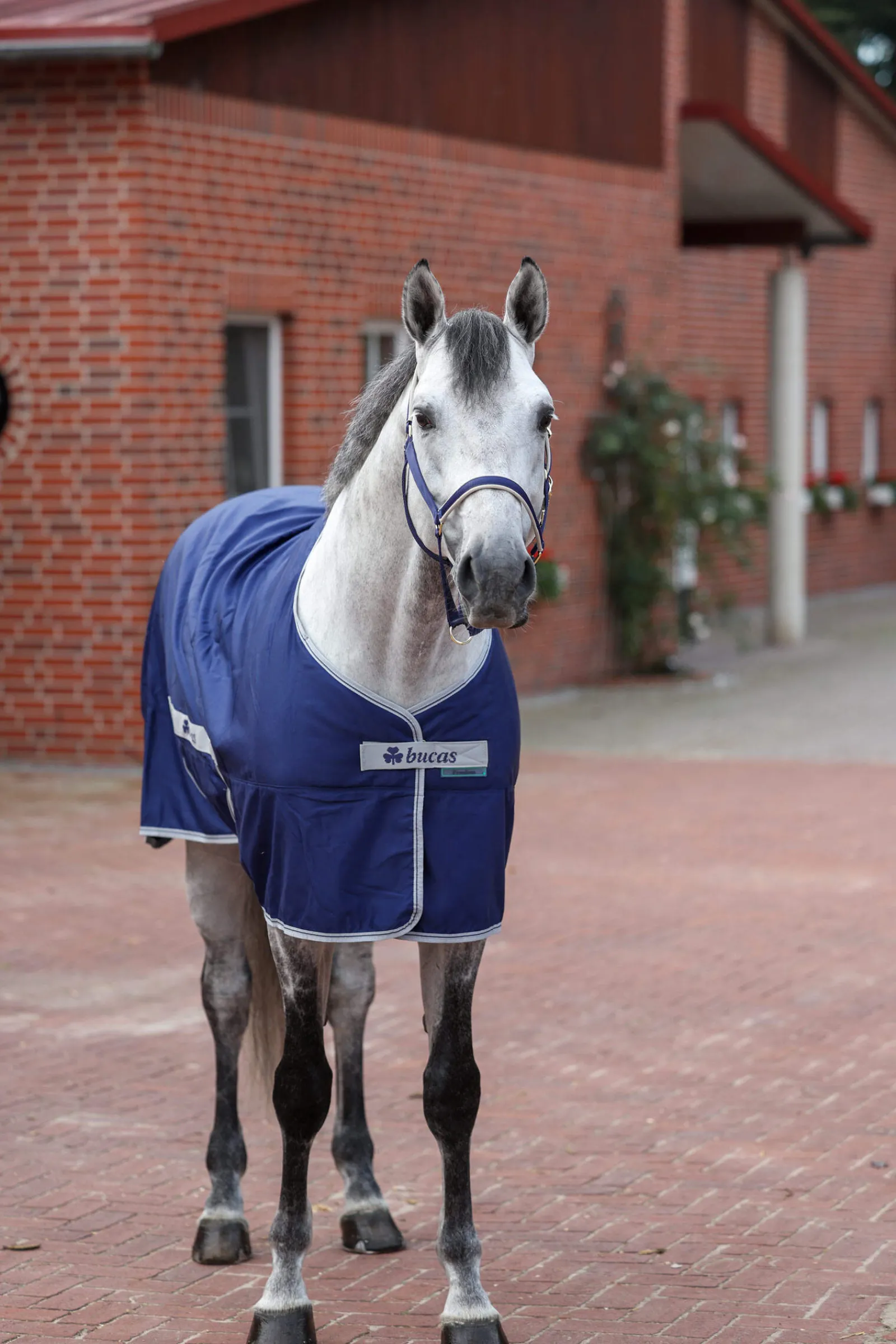 Sale Freedom Twill Stable Rug, 0 g Stable Rugs & Liners|Lightweight Turnout Rugs