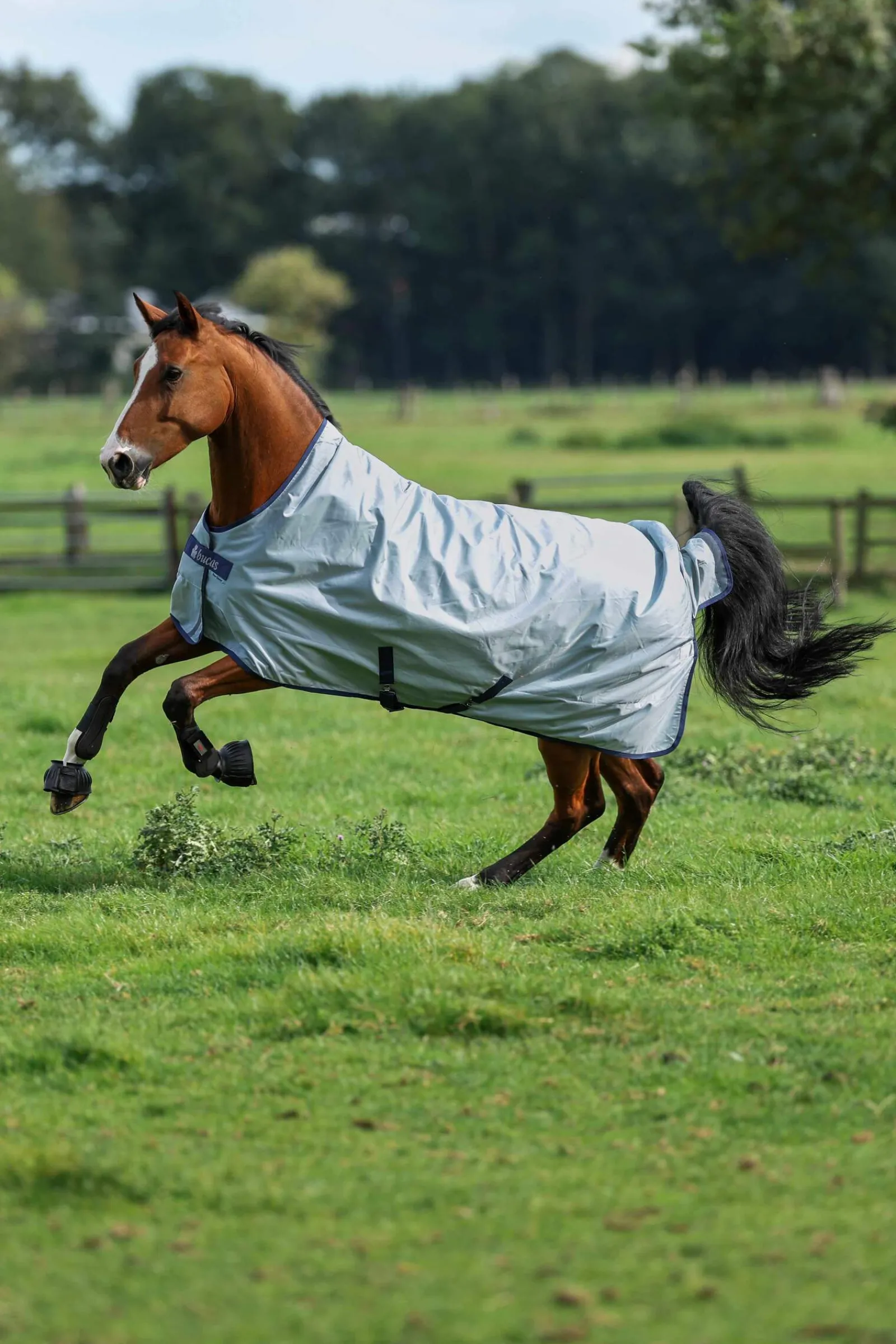 Best Power Turnout Light with High Neck, 0 g Lightweight Turnout Rugs