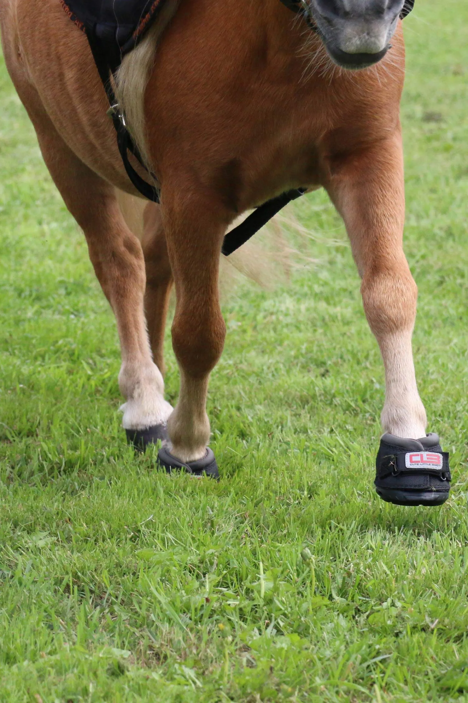 Fashion Cavallo Hoof Boots F.R.A. CLB Hoof Boots (regular/pair) Hoof Boots
