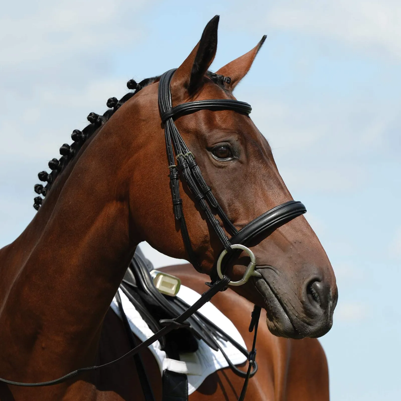 Fashion Syntovia+ Padded Raised Cavesson Bridle Pony Bridles & Halters|Bridles & Nosebands
