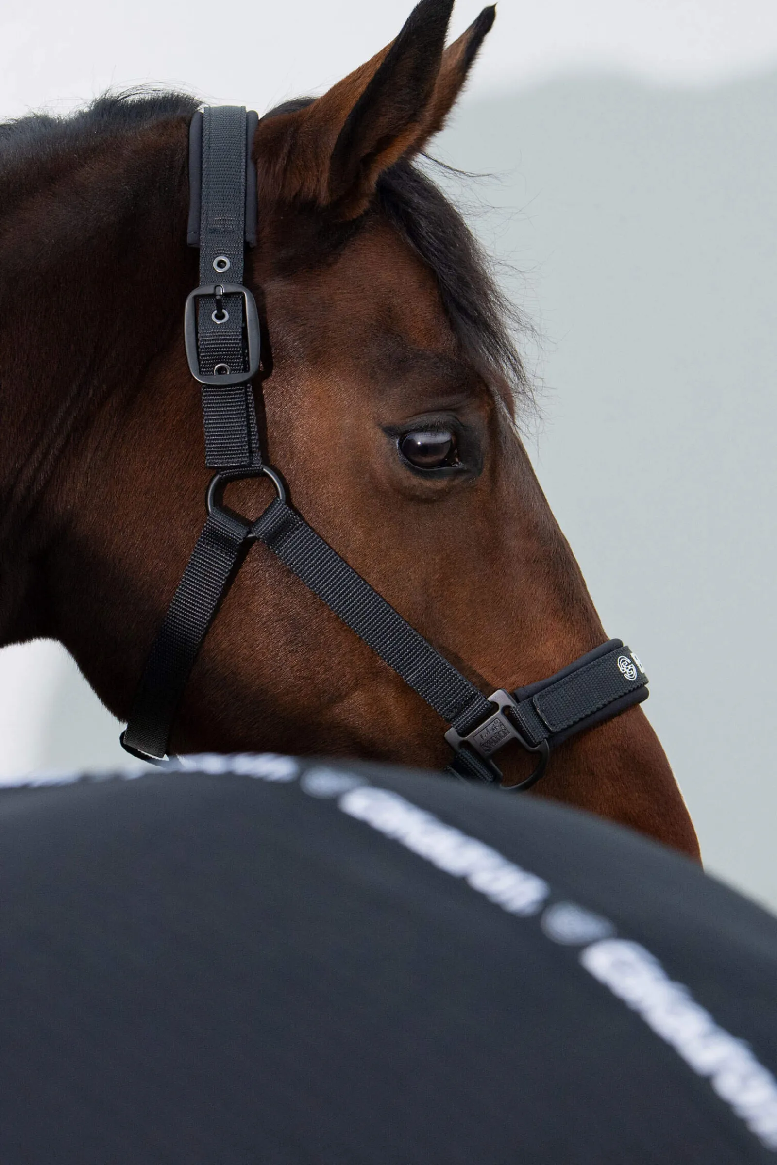 Sale Dynamic SS24 Double-Pin Headcollar Headcollars & Halters