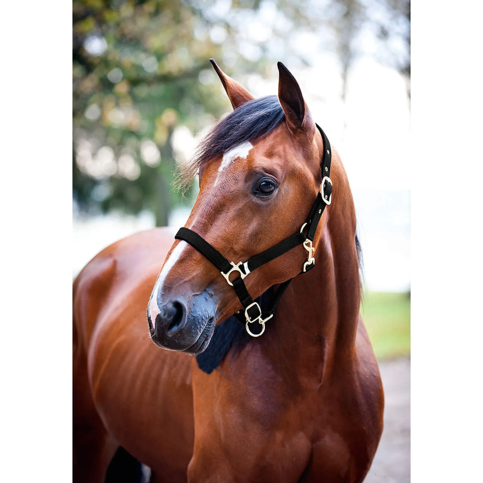 Hot Pro Nylon Padded Halter Headcollars & Halters