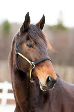 Clearance Pro Synthetic Yankee Nylon Halter with Open Nose Headcollars & Halters