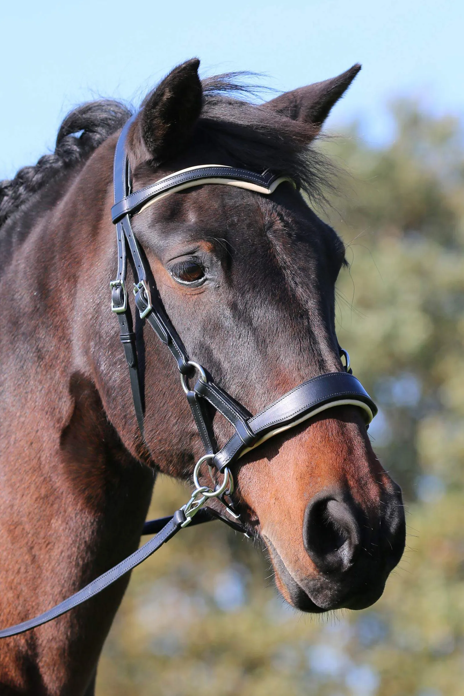 Discount F.R.A. Freedom Riding Articles Aruba Bitless Bridle With Reins (System 3) Bridles & Nosebands
