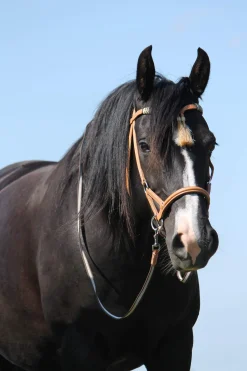 Clearance F.R.A. Freedom Riding Articles Shango Sidepull (System 3) Western Look Leather Western|Bridles & Nosebands