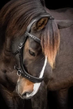 Best F.R.A. Freedom Riding Articles Glory Sidepull With Reins (System 3), Bridles & Nosebands