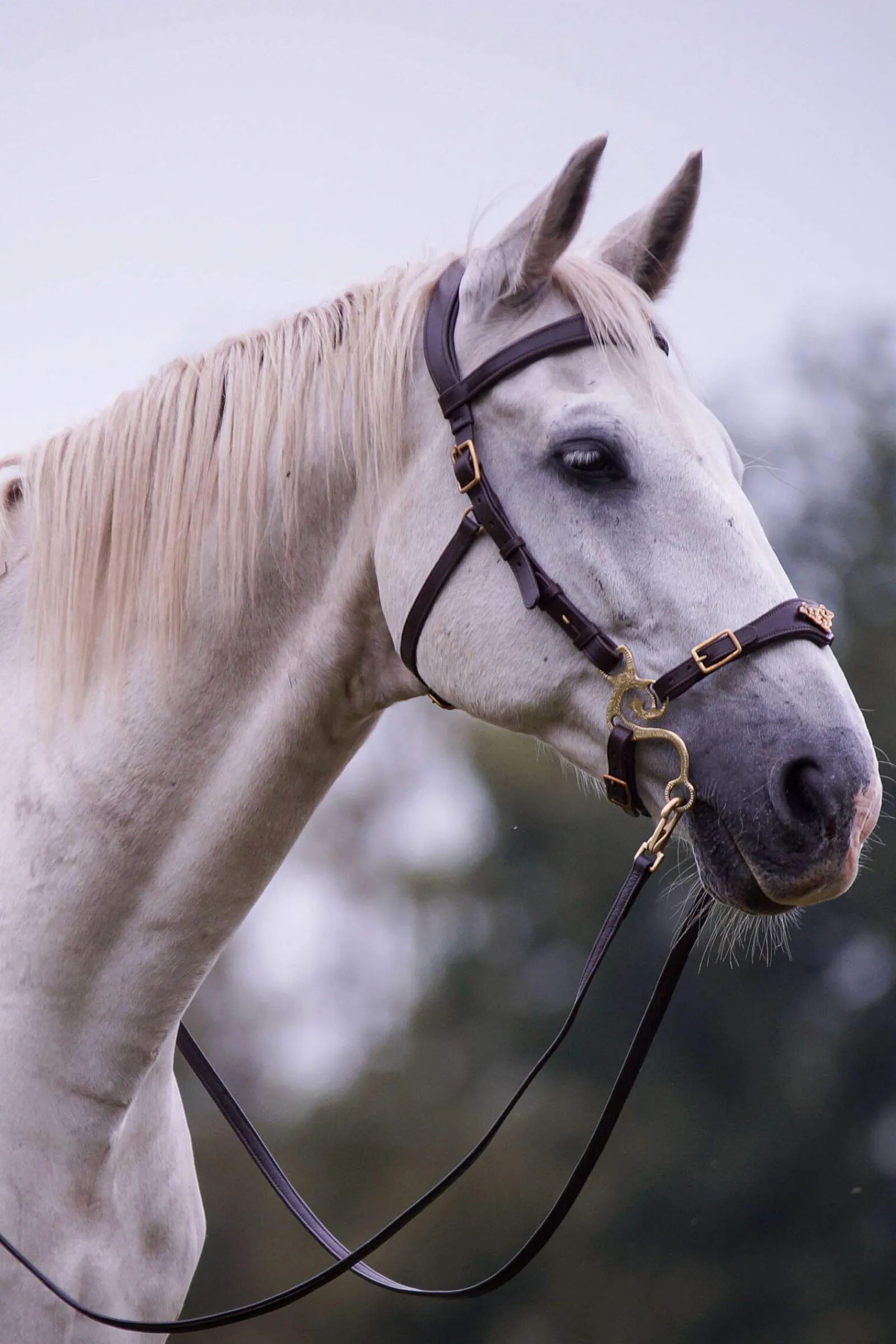Sale F.R.A. Freedom Riding Articles Imperial Hackamore Bridle With Reins (System 2) Shire Bridles & Nosebands