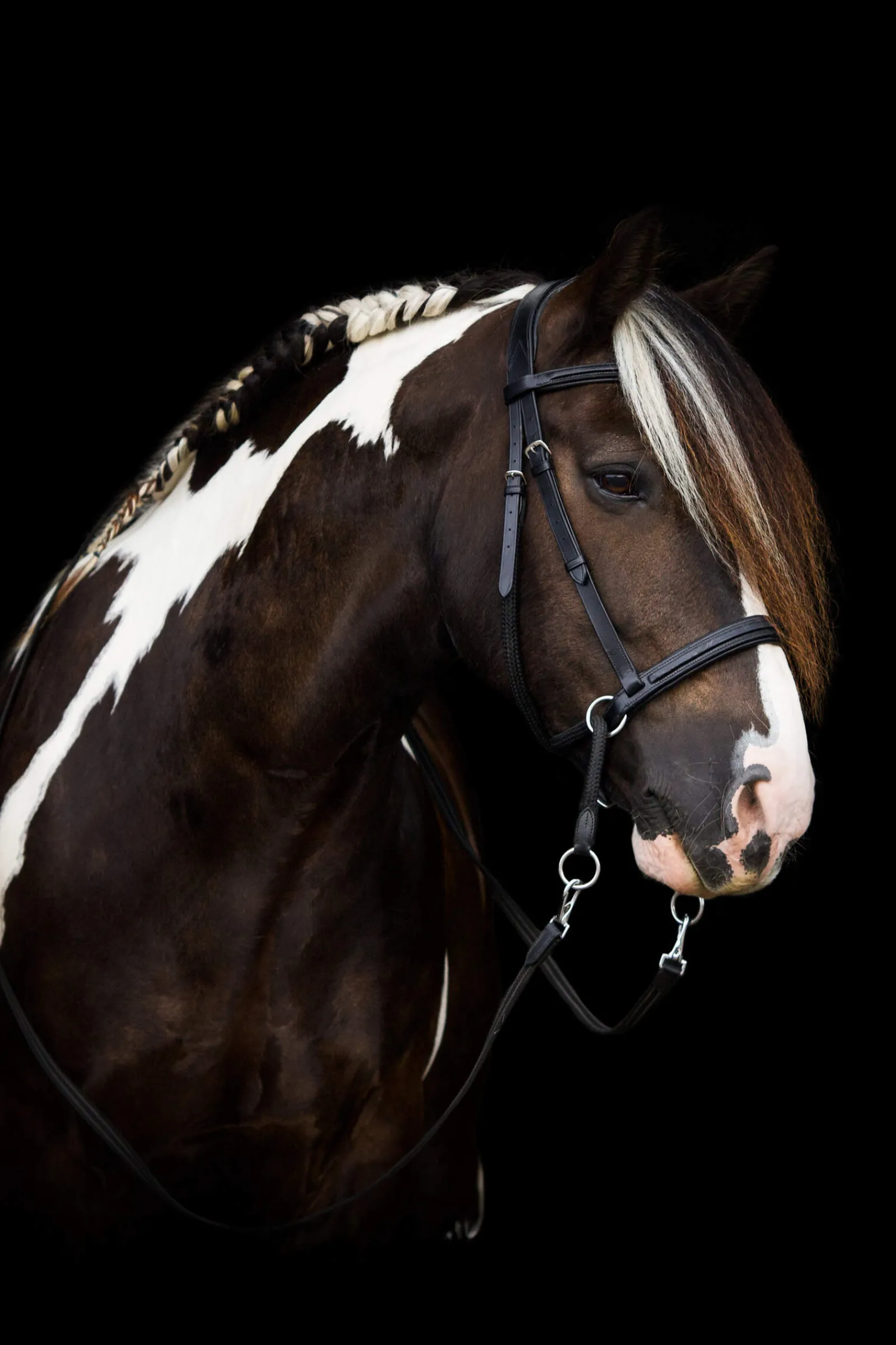 Best F.R.A. Freedom Riding Articles Dietsji Bitless Bridle With Reins (System 5) Bridles & Nosebands
