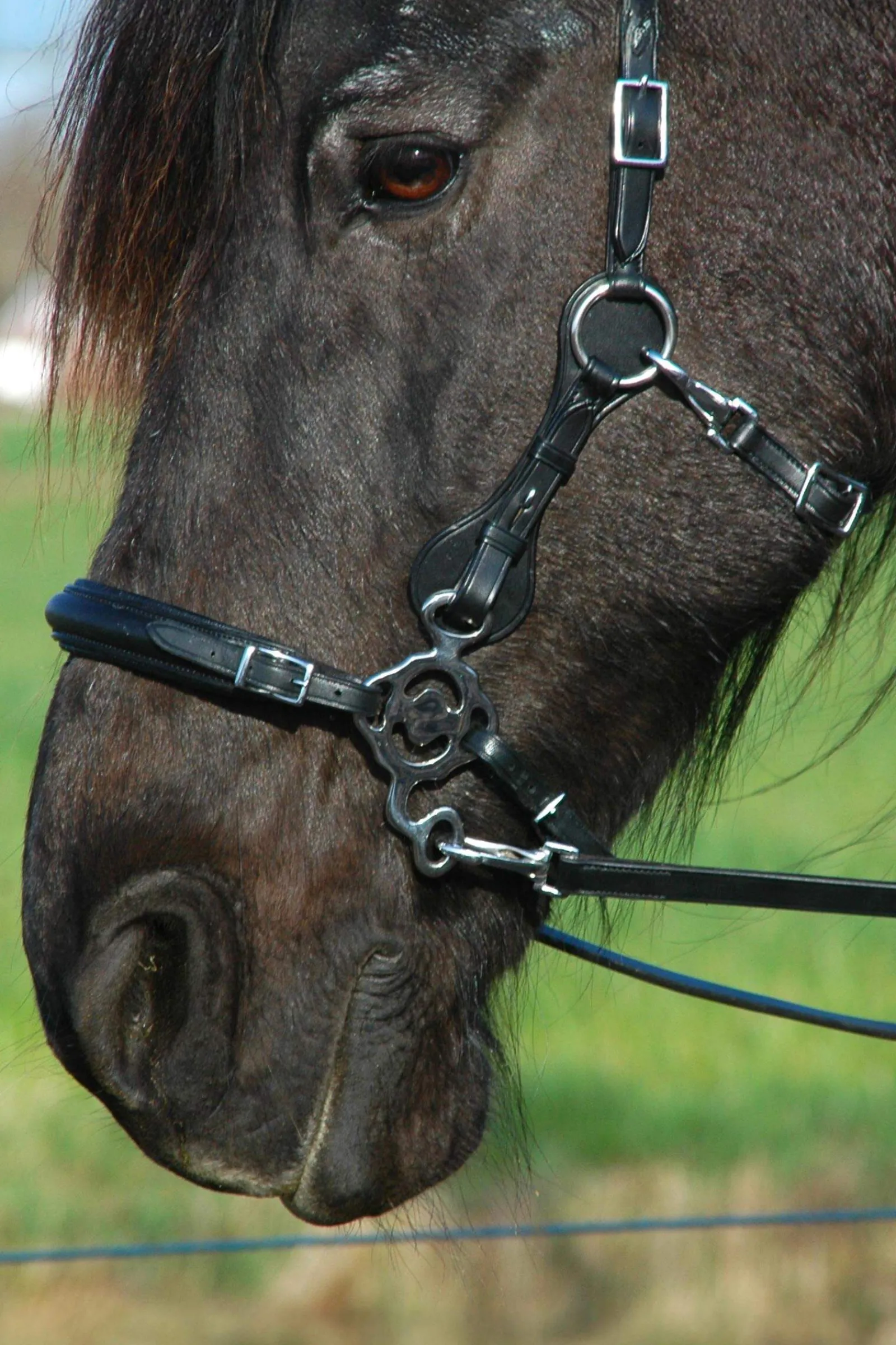 Clearance F.R.A. Freedom Riding Articles Calli Hackamore Bridle With Reins (System 2) Bridles & Nosebands