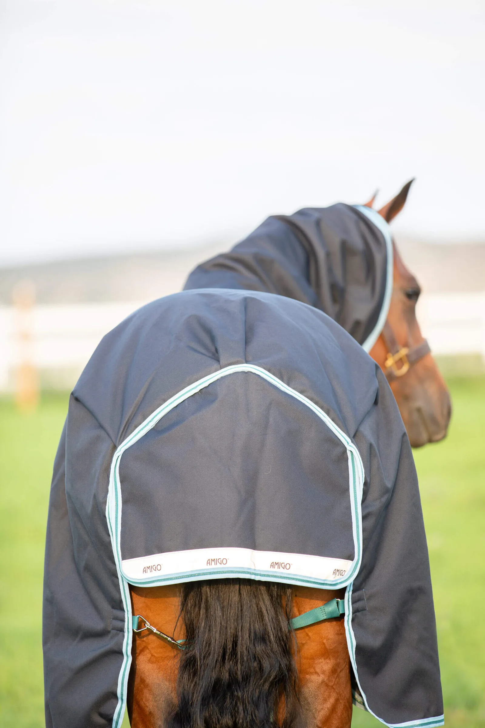 Outlet Amigo Bravo 12 Plus Turnout Rug, 250g Medium & Heavyweight Turnout Rugs