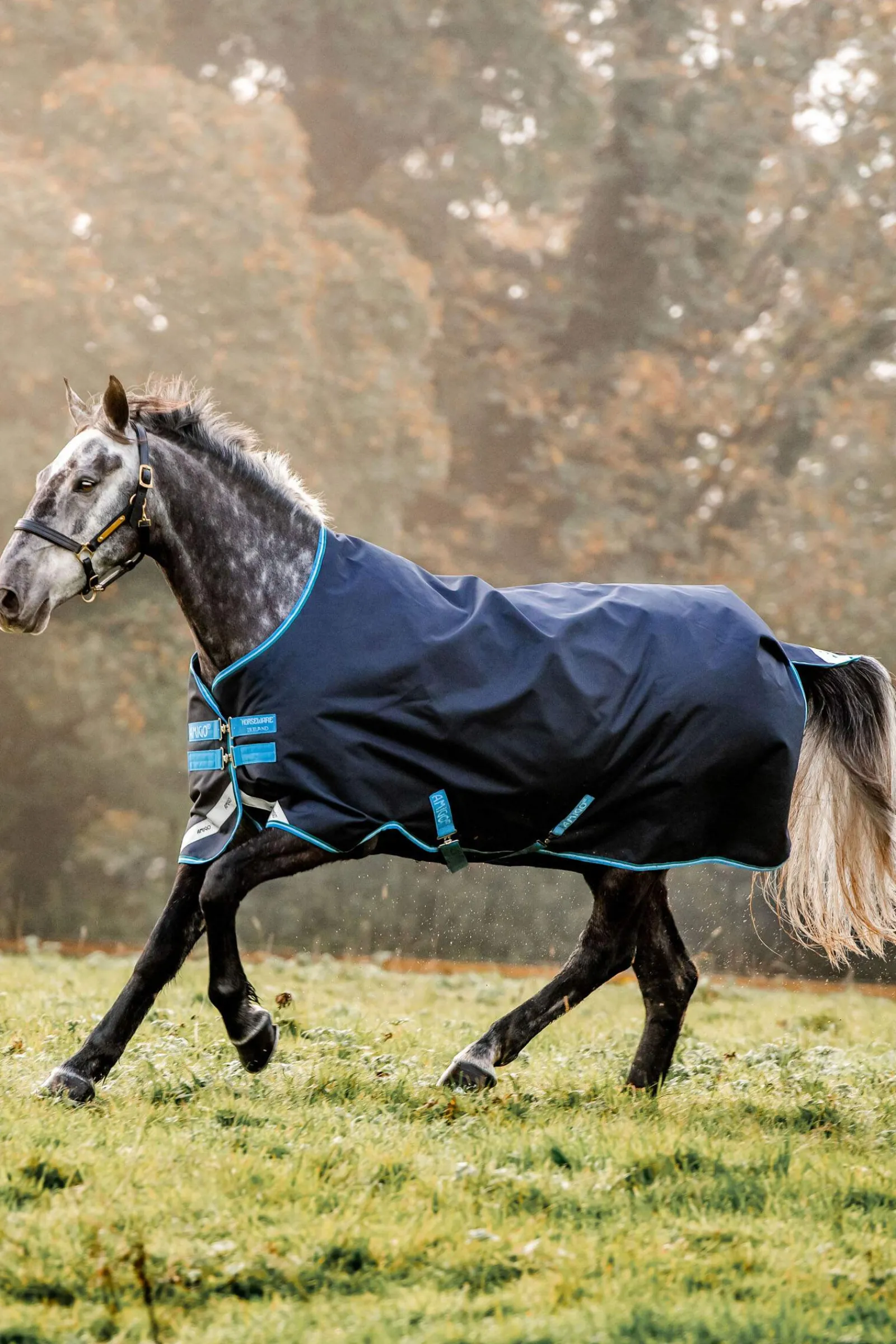Sale Amigo Bravo Turnout Rug, 50g Lightweight Turnout Rugs