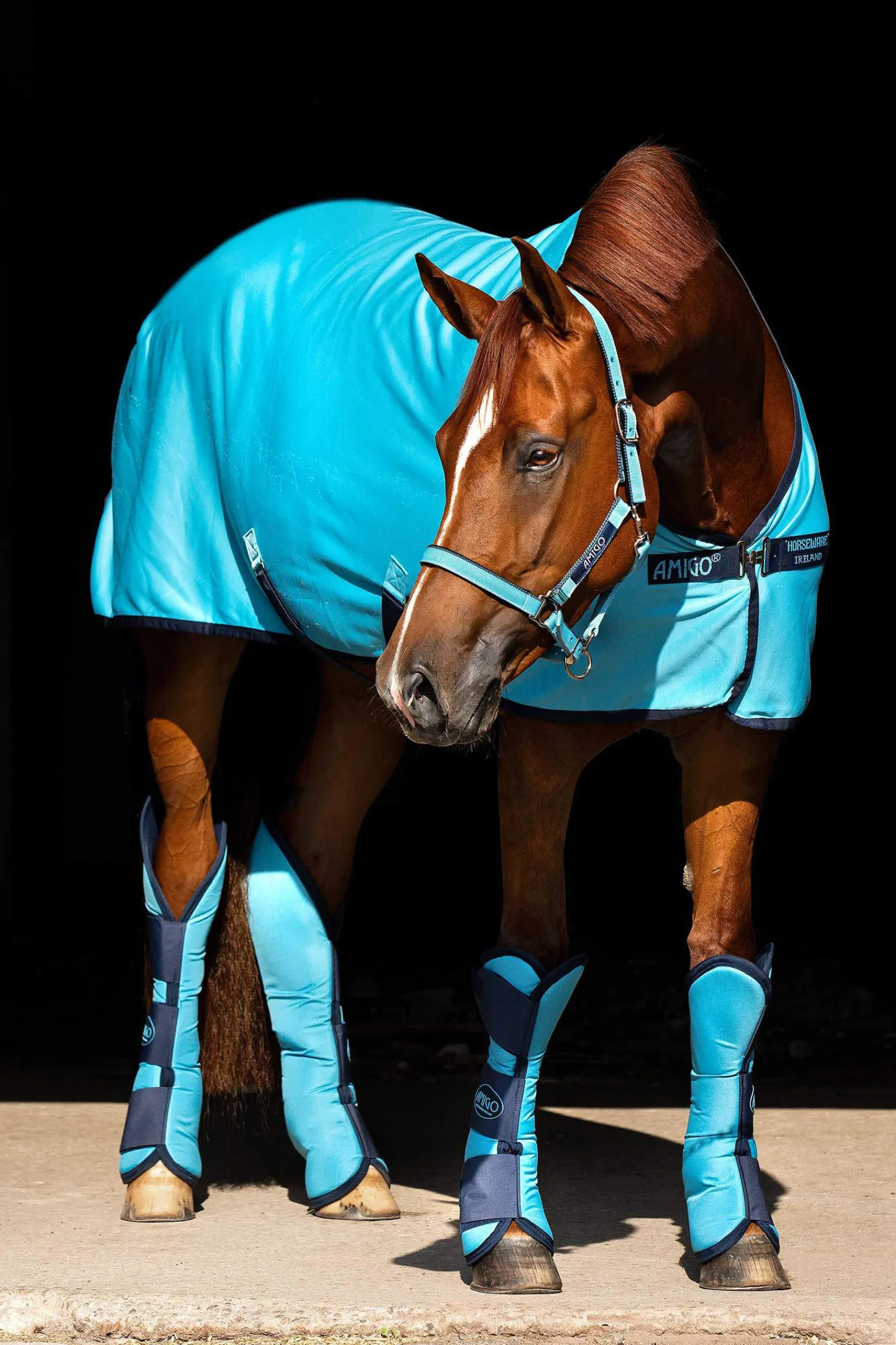 Hot Amigo Head collar Headcollars & Halters