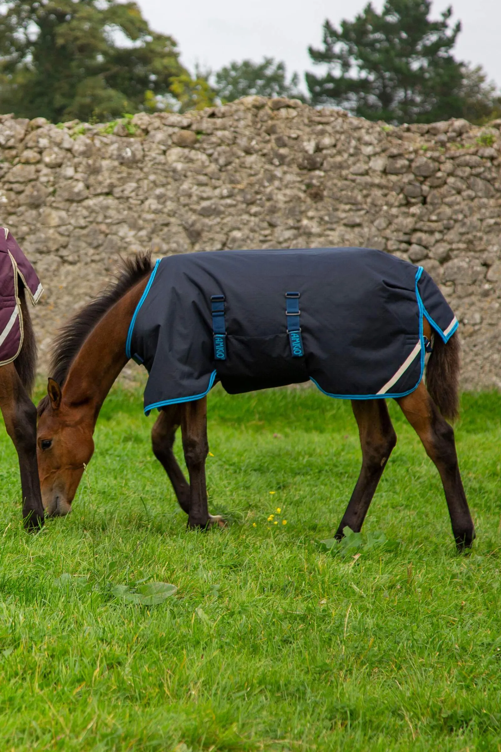 Outlet Amigo Ripstop Foal Rug, 50g Pony Rugs|Pony Rugs
