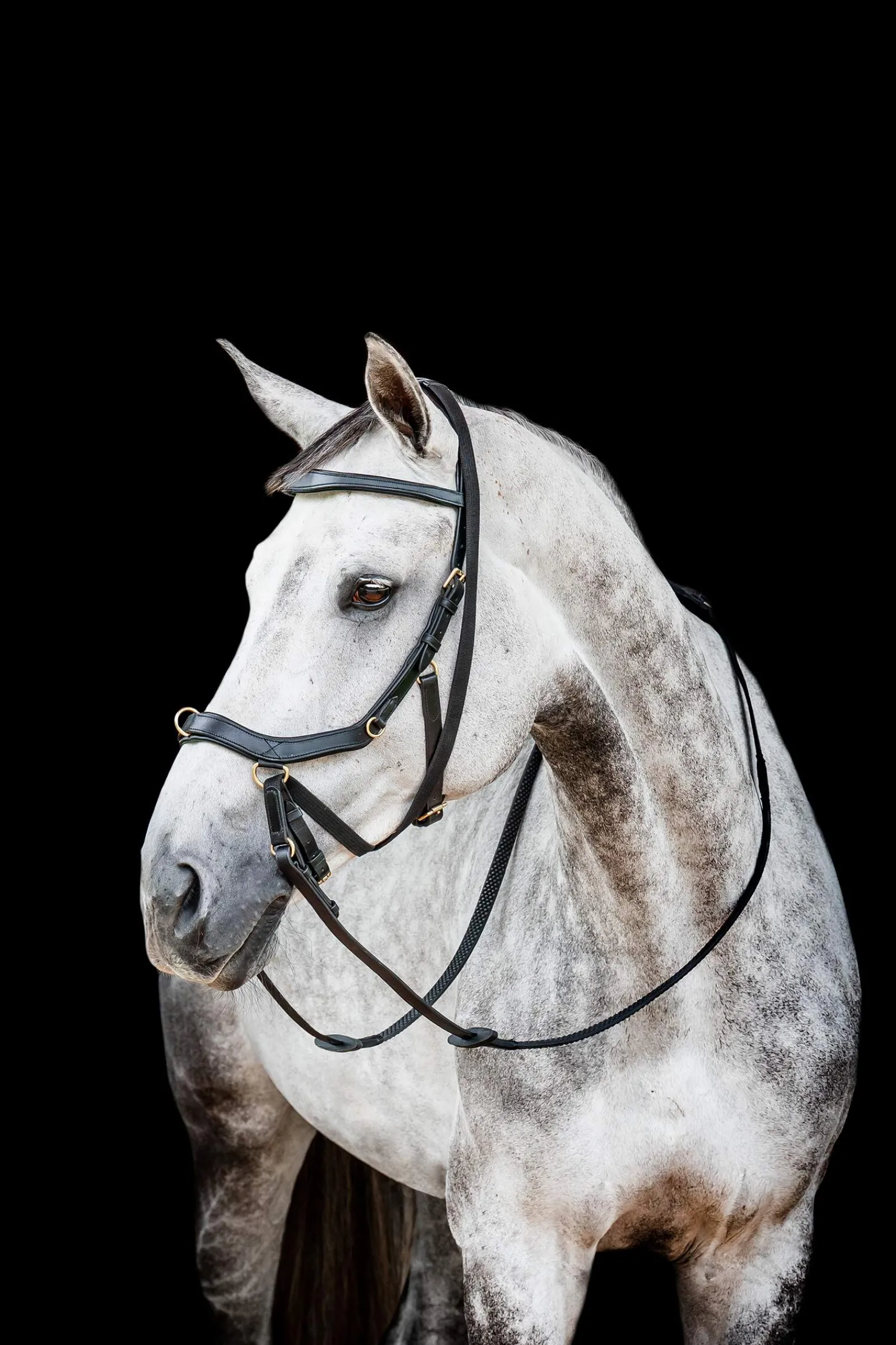 Best Micklem 2 Multi Bridle Pony Bridles & Halters|Bridles & Nosebands
