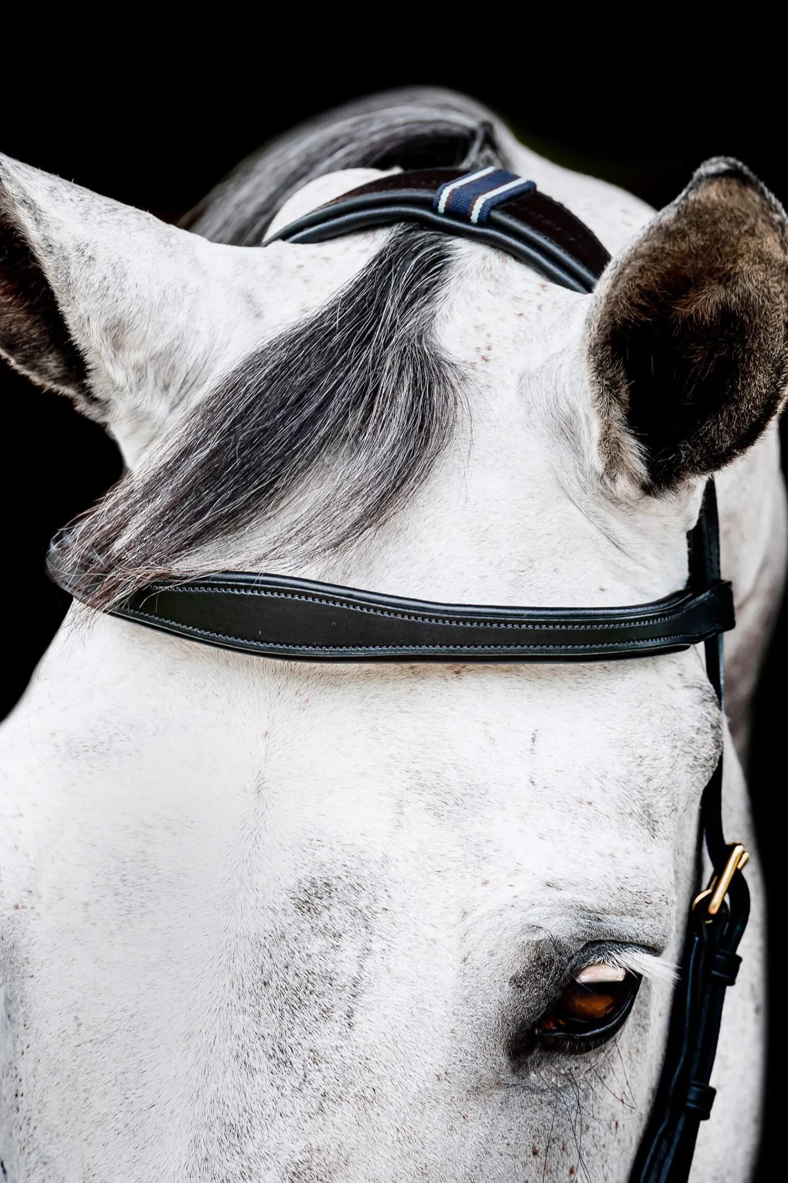 Best Micklem 2 Multi Bridle Pony Bridles & Halters|Bridles & Nosebands
