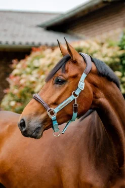 Discount Signature Competition Headcollar Headcollars & Halters