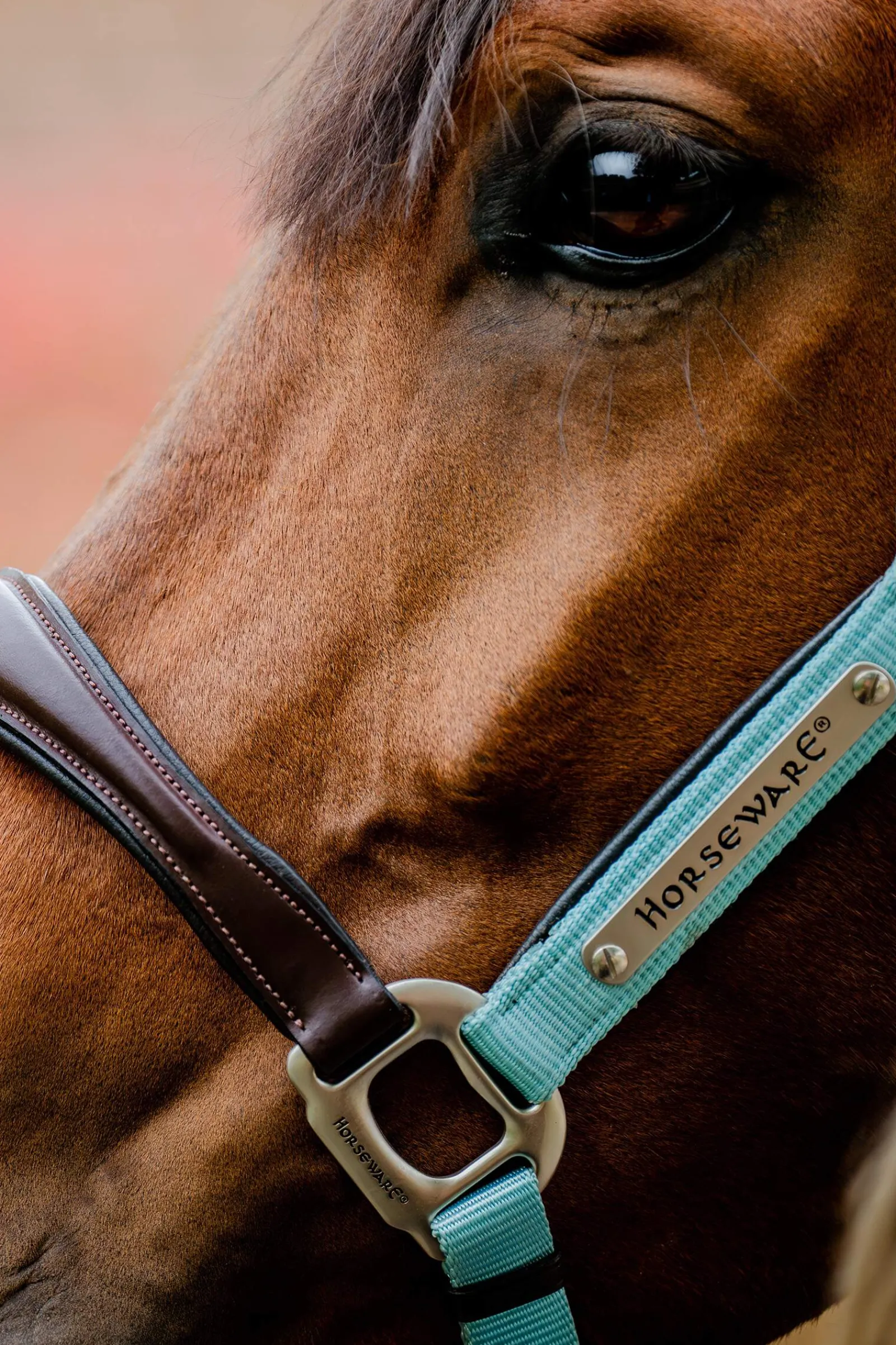 Discount Signature Competition Headcollar Headcollars & Halters