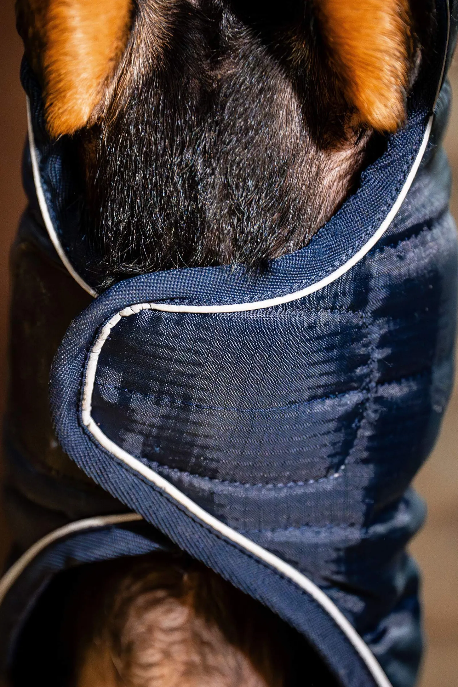 New Signature Dog Rug Dog Rugs & Coats