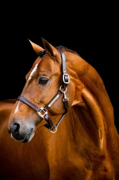 Best Signature Leather Headcollar Leather Headcollars