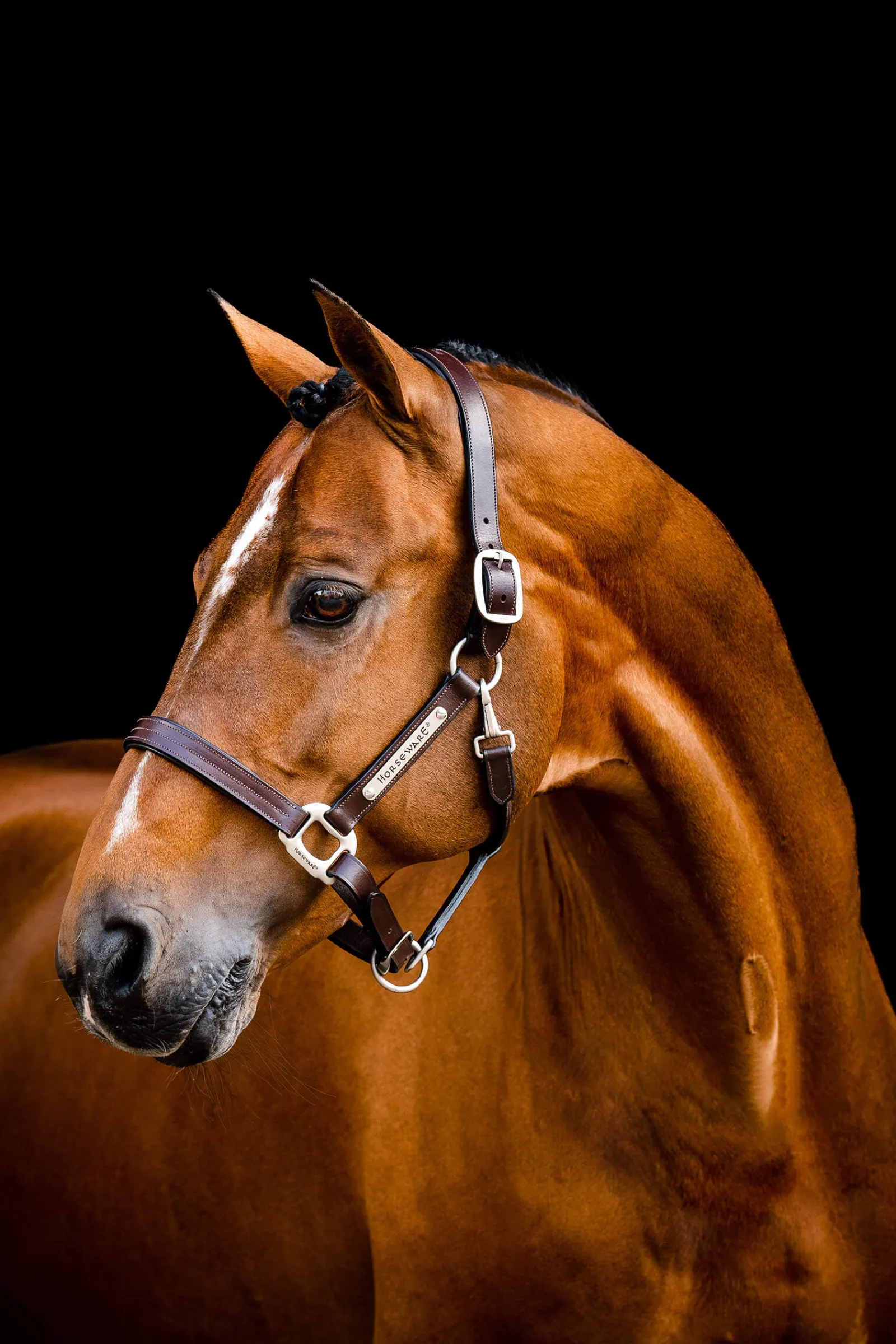 Best Signature Leather Headcollar Leather Headcollars