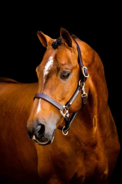 Best Signature Leather Headcollar Leather Headcollars