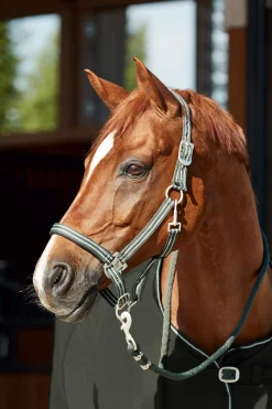 Sale Bari Halter & Lead Set Headcollars & Halters