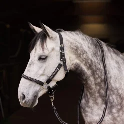 Discount Chicago Halter & Lead Set Headcollars & Halters