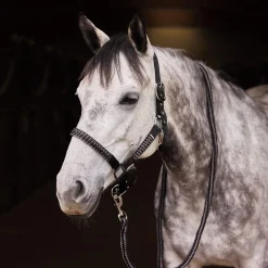 Discount Chicago Halter & Lead Set Headcollars & Halters