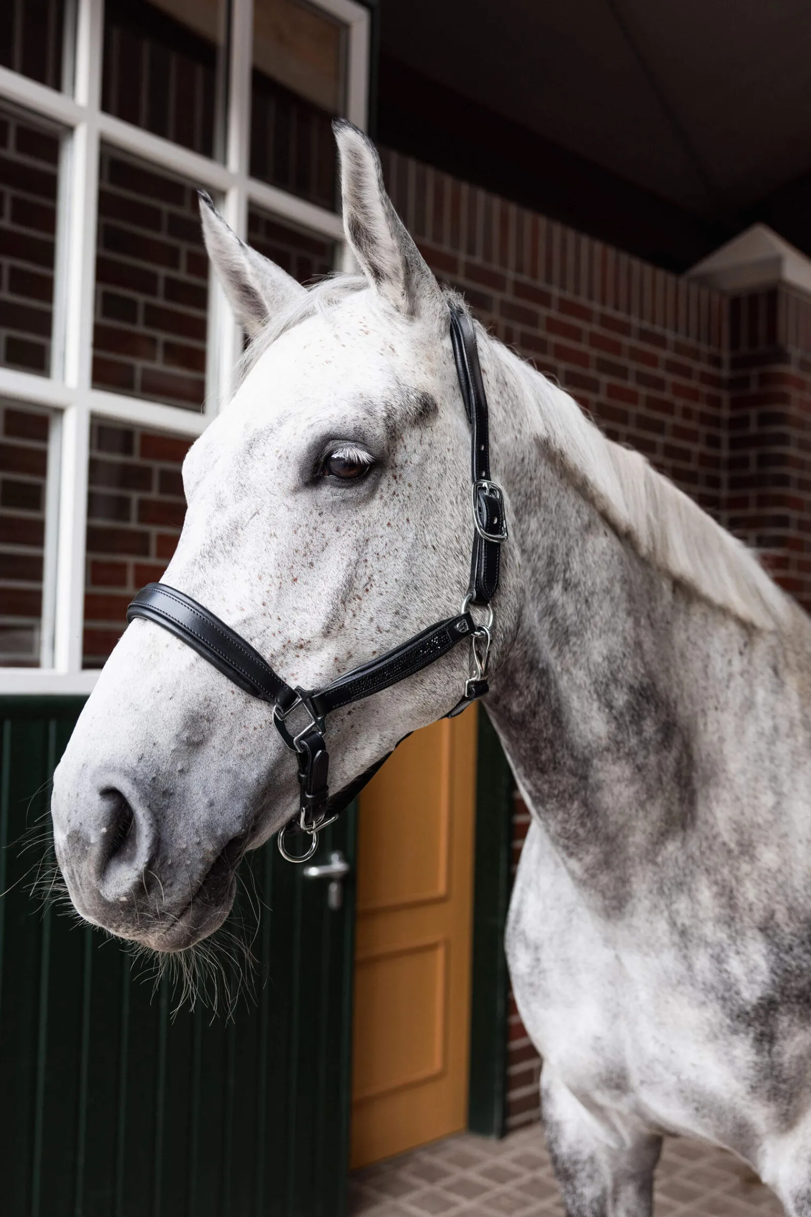Hot Delémont Leather halter Headcollars & Halters