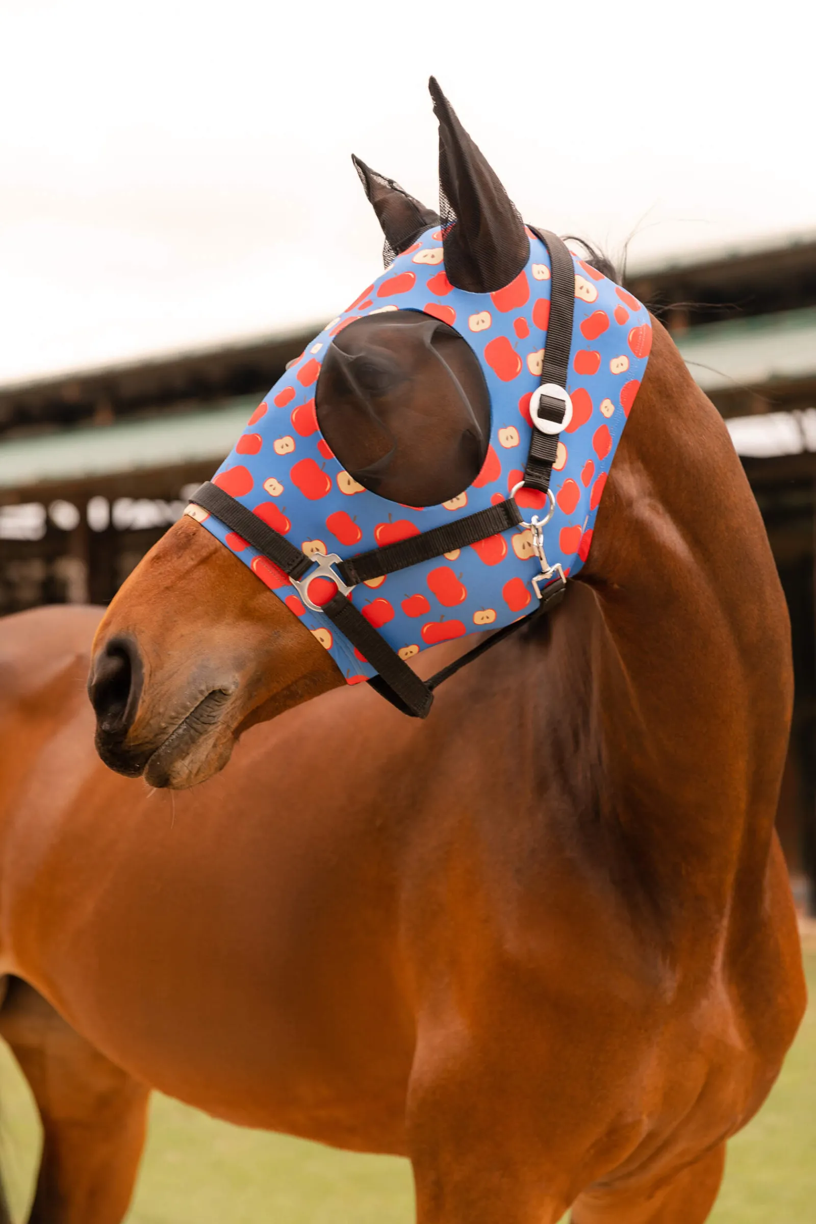 Discount Elastic Pull-On Fly Mask Fly Masks & Fringes|Fly Masks & Fringes