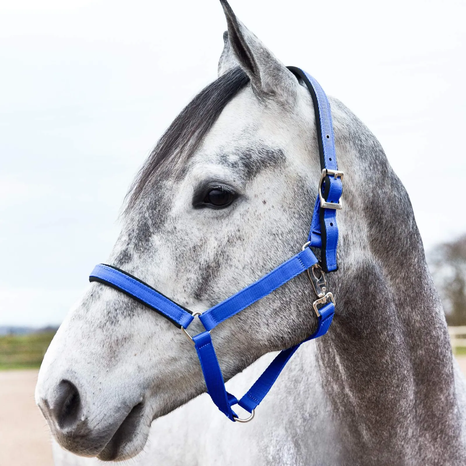 Best Halter with Lining Headcollars & Halters