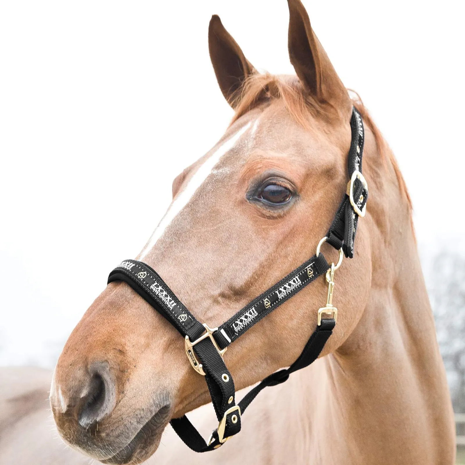 Outlet Hamptons Halter Headcollars & Halters