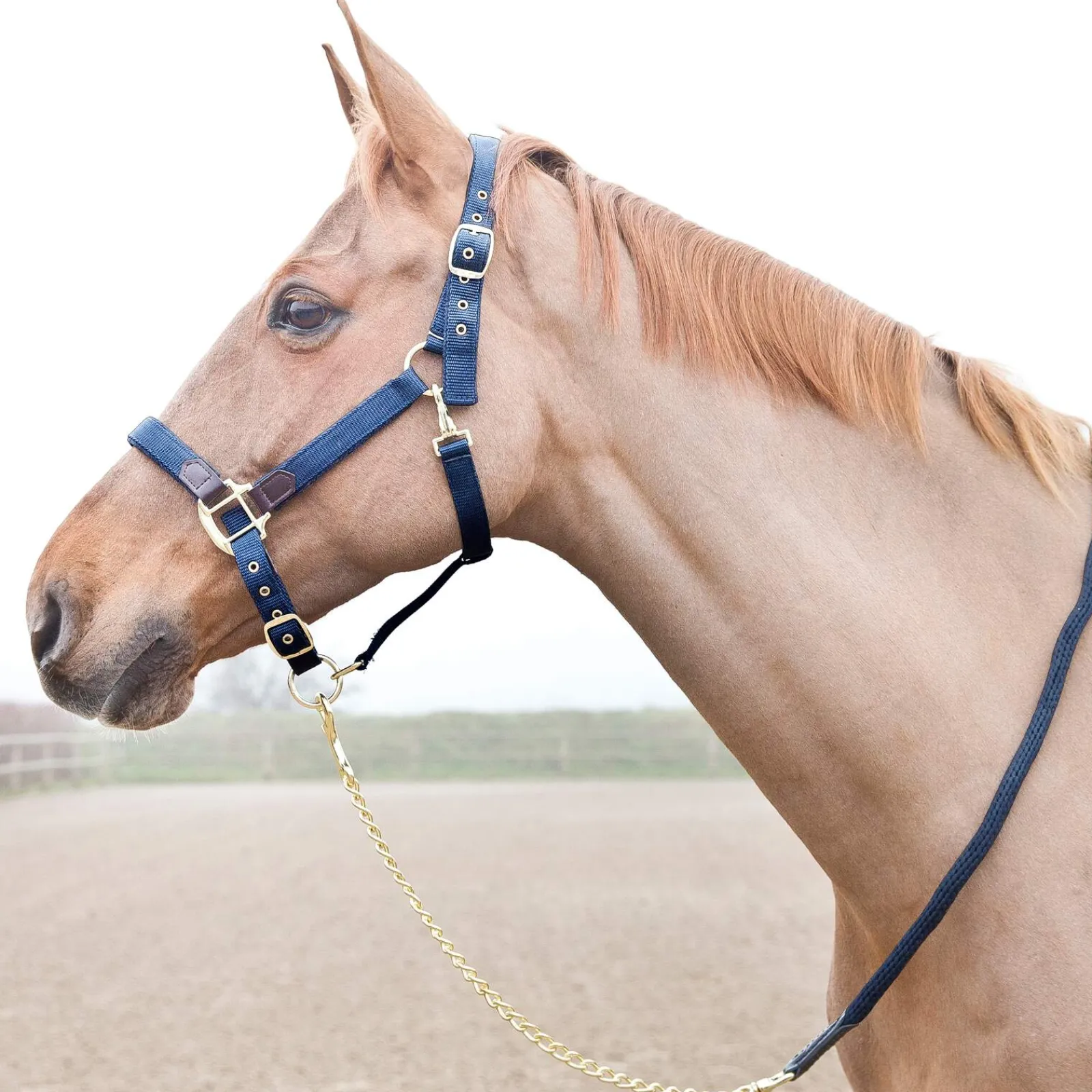 Fashion Holbrook Chain Lead Lead Ropes