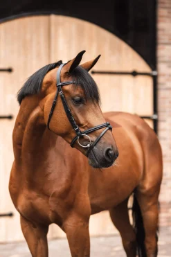New Ice Water Bridle Bridles & Nosebands