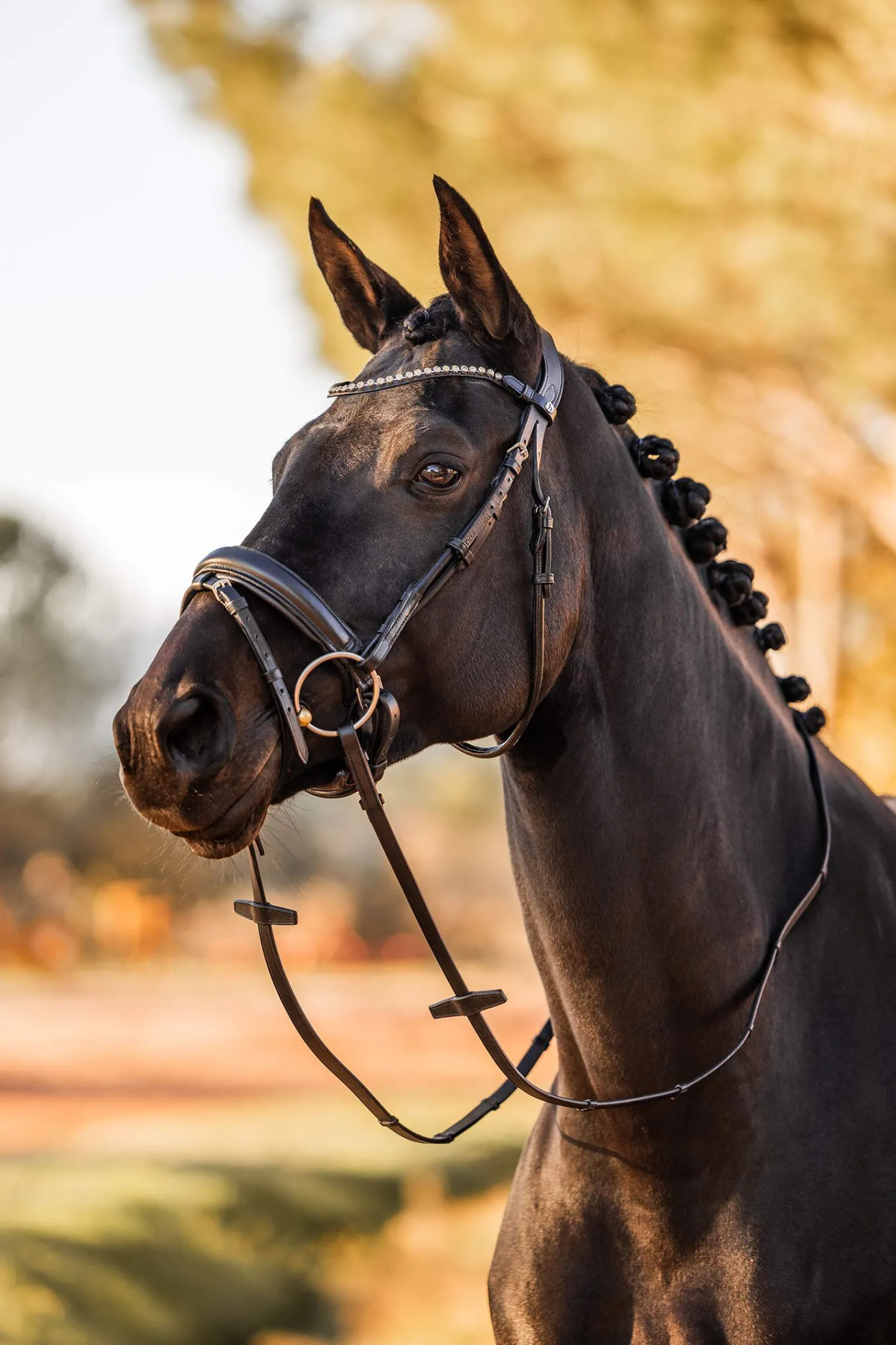 Hot Lockhart Anatomic Bridle Pony Bridles & Halters|Bridles & Nosebands