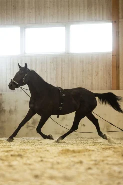 Online Lunging Girth, Nylon Lunge Lines & Lunging Ropes|Lunge Lines & Lunging Ropes