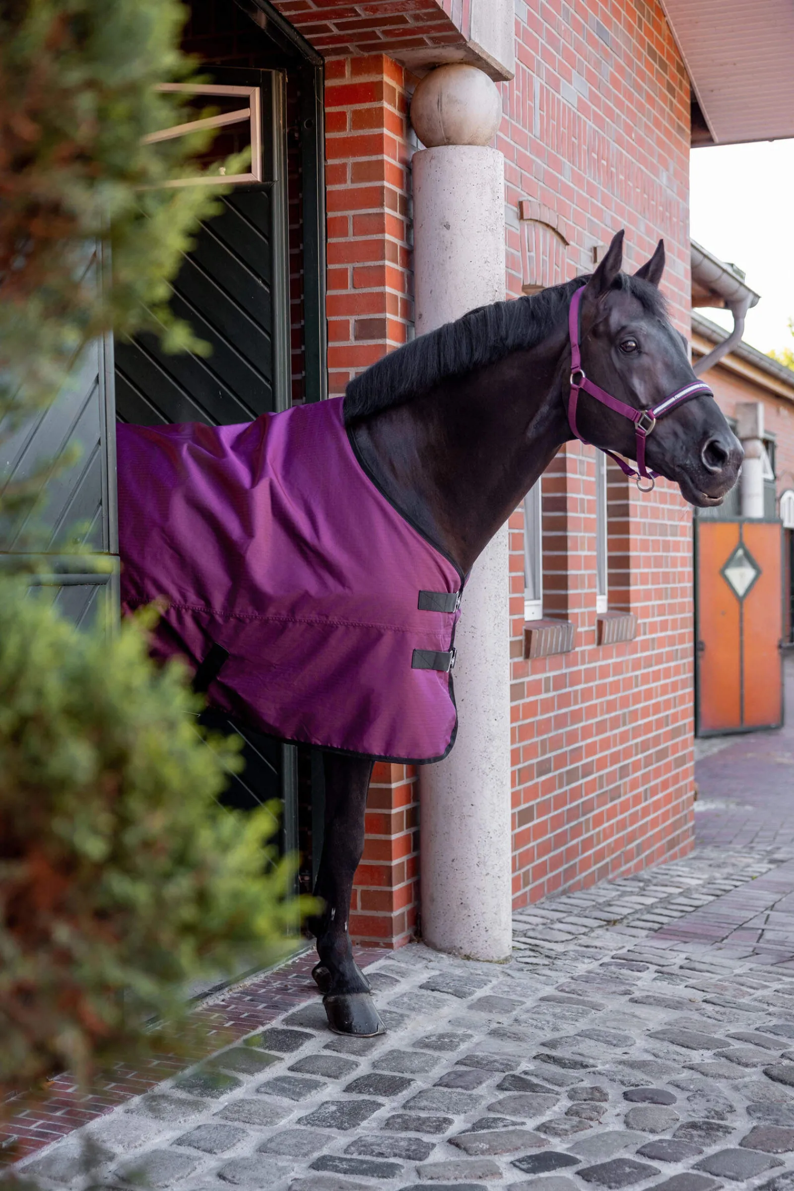 Discount Newbridge Turnout Rug, 100g Women Lightweight Turnout Rugs|Club Apparel